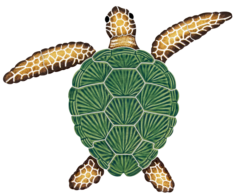 8x10 Loggerhead Turtle Natural 