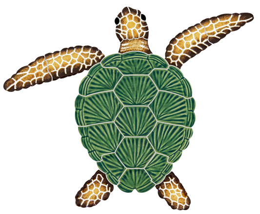 8x10 Loggerhead Turtle Natural 