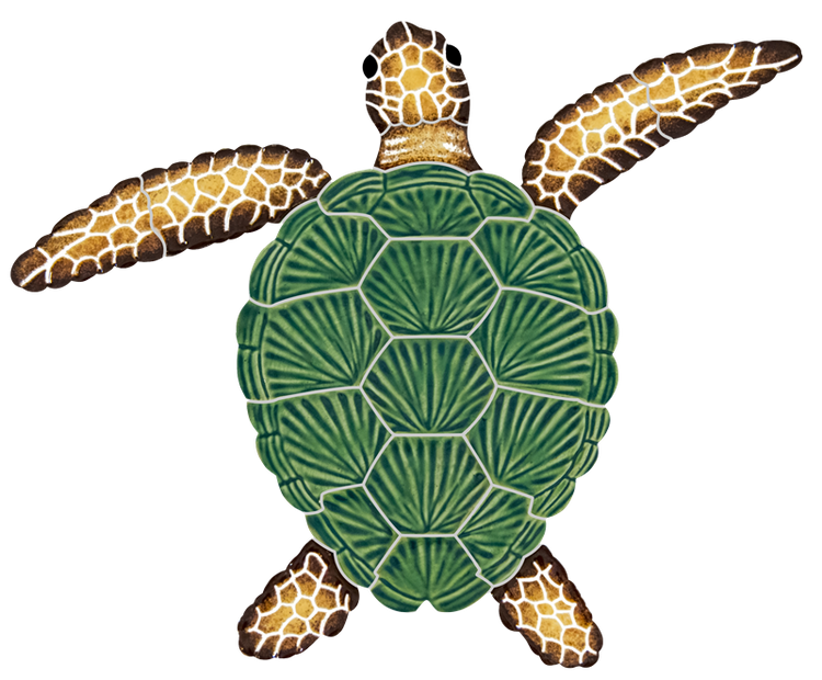 8x10 Loggerhead Turtle Natural 